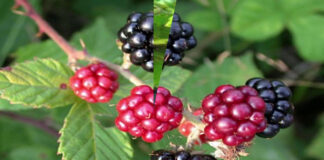 Böğürtlenin Faydaları Nelerdir?