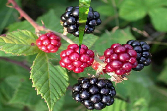 Bogurtlenin-faydalari-nelerdir