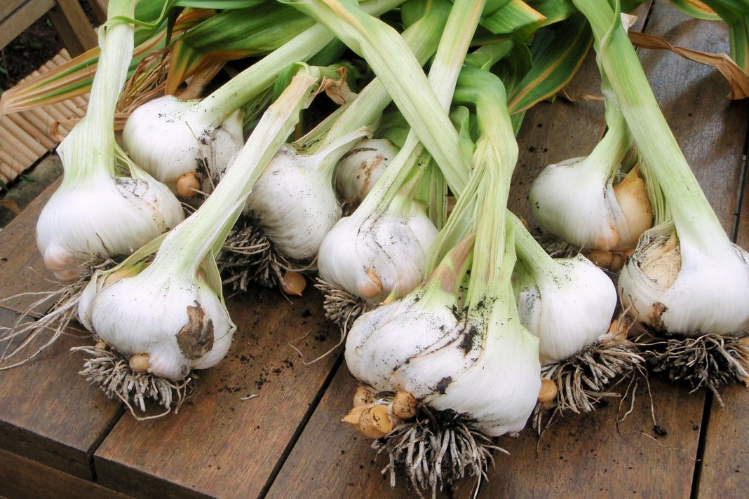Buzdolabinda saklamamaniz gereken yiyecekler 5