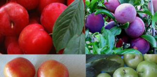 Eriğin Faydaları Nelerdir?