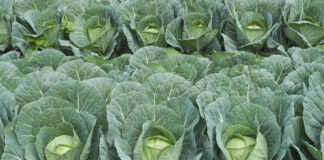 Lahana Bitkisinin Faydaları