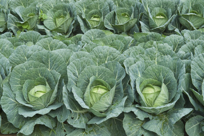 Lahana-bitkisinin-faydalari