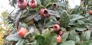 Muşmulanın Faydaları Nelerdir?