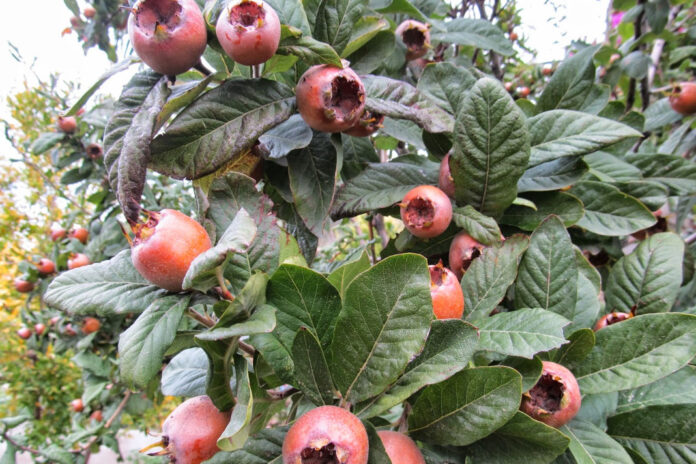 Musmulanin-faydalari-nelerdir