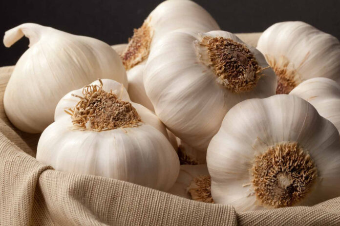 Sarimsagin-faydalari-nelerdir