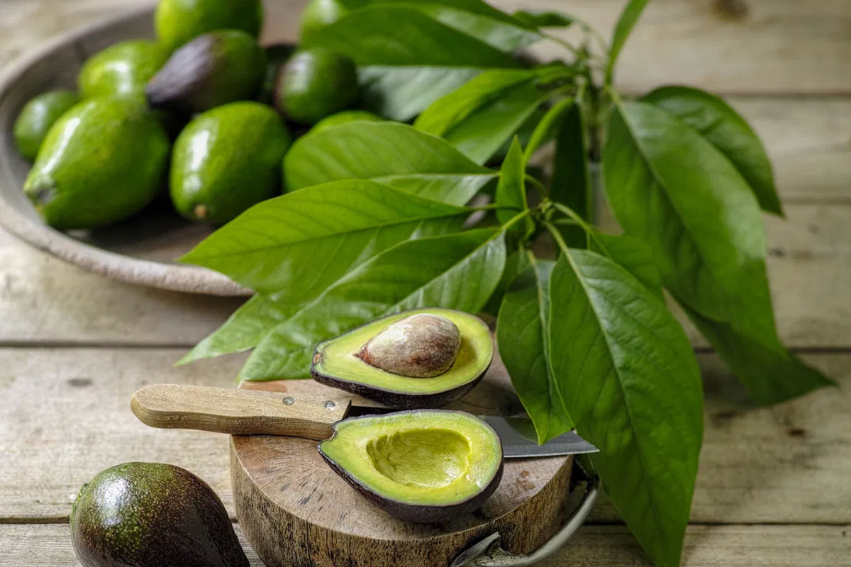 avokadonun sagligimiza faydalari nelerdir 2
