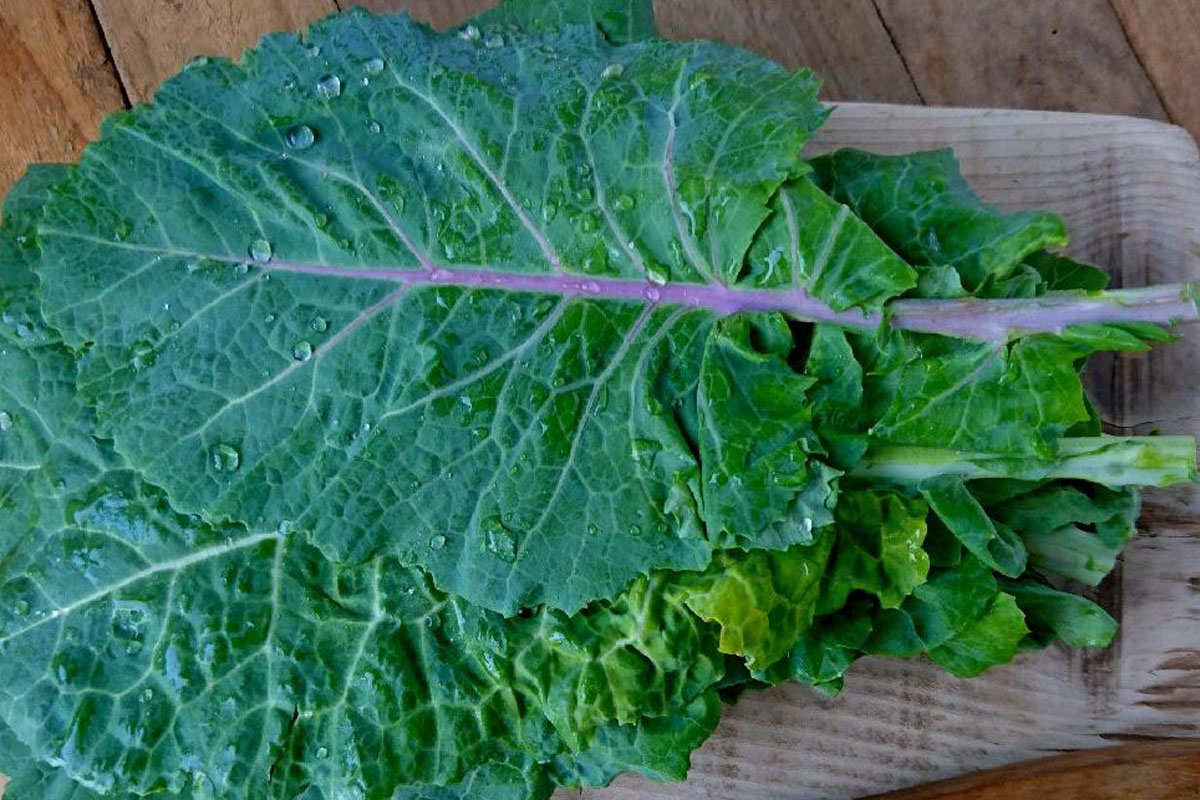 Lahana Bitkisinin Faydaları lahana bitkisinin faydalari 1