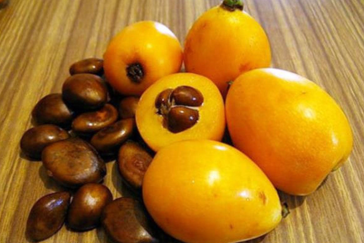 Muşmulanın Faydaları Nelerdir? musmulanin faydalari nelerdir 1