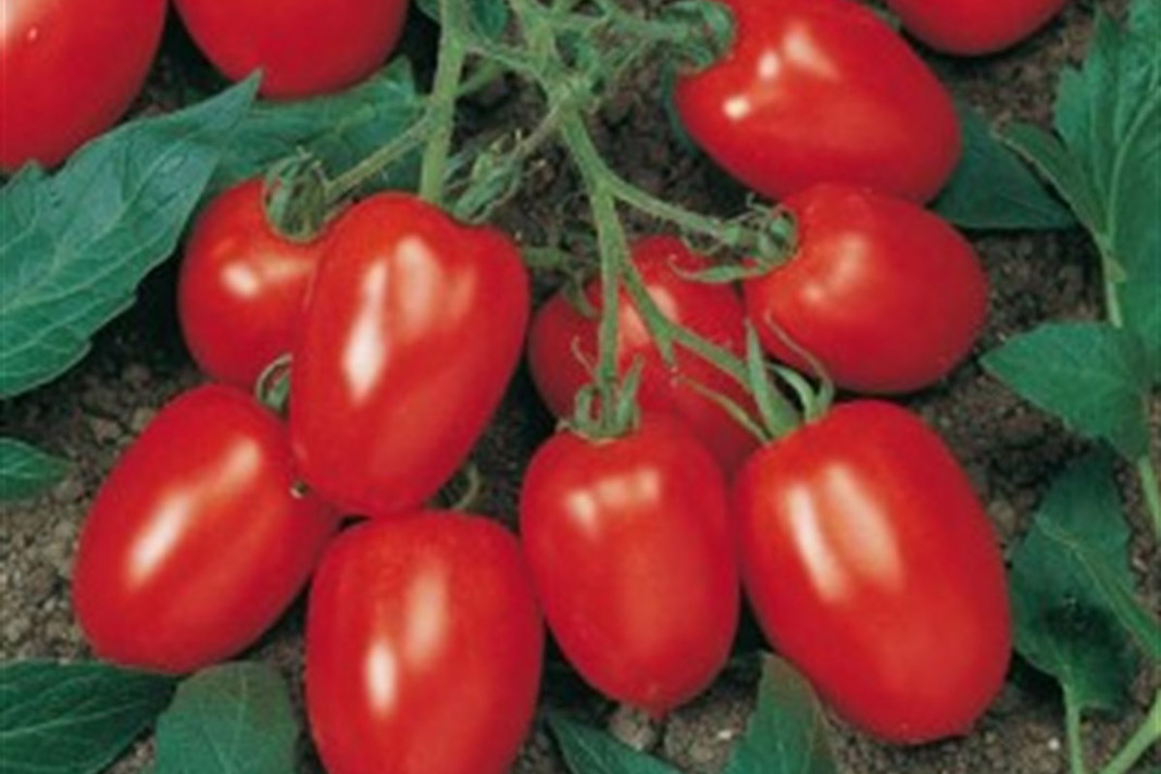 Antideprasan etkisi gosteren 6 besin 5