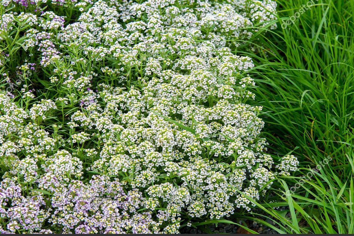 Baldiran Otu ve Zararlari 1