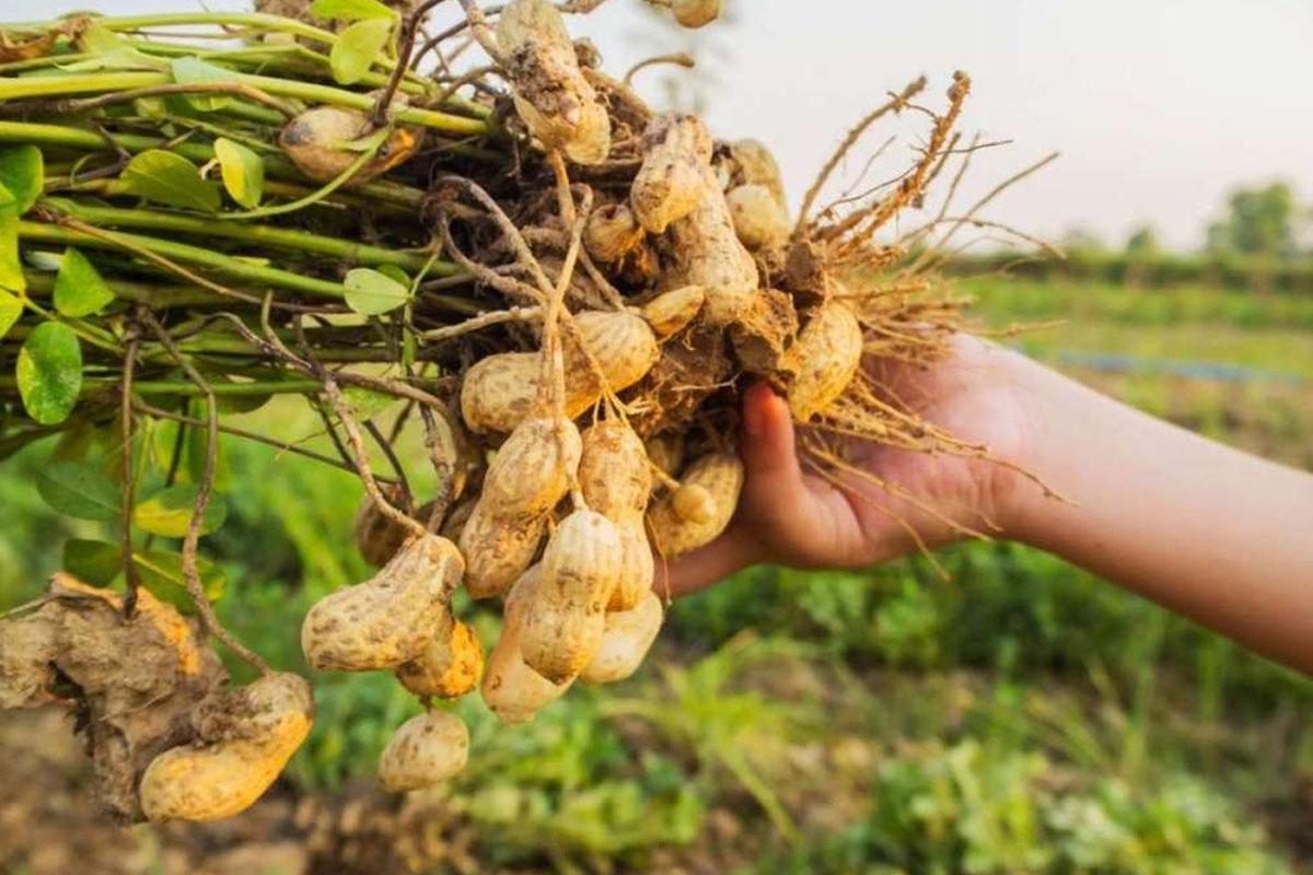 Yer Fistigi Kalorisi Faydalari ve Zararlari 1