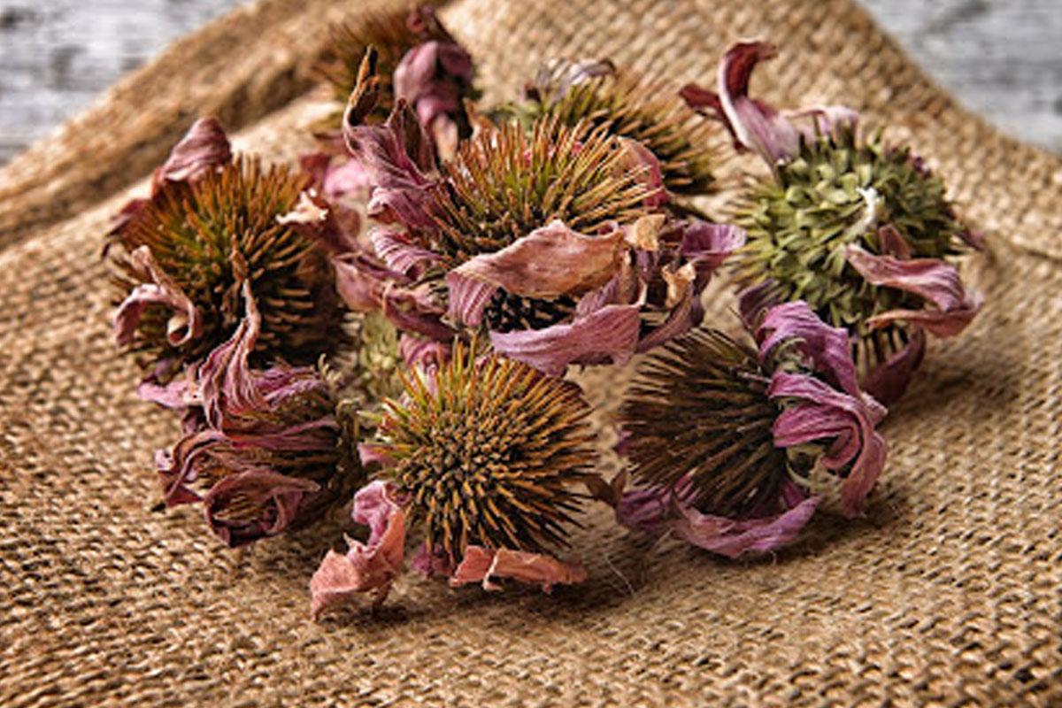 Enfeksiyona İyi Gelen Bitkiler! Enfeksiyona Iyi Gelen Bitkiler 1