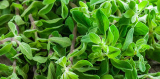 Enfeksiyona İyi Gelen Bitkiler!