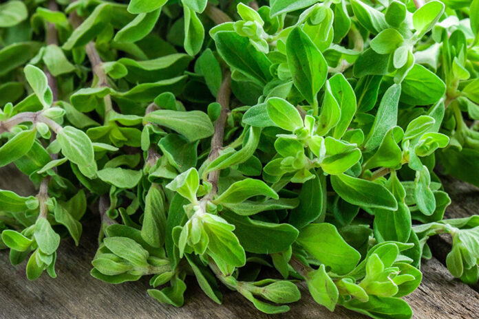 Enfeksiyona-iyi-gelen-bitkiler