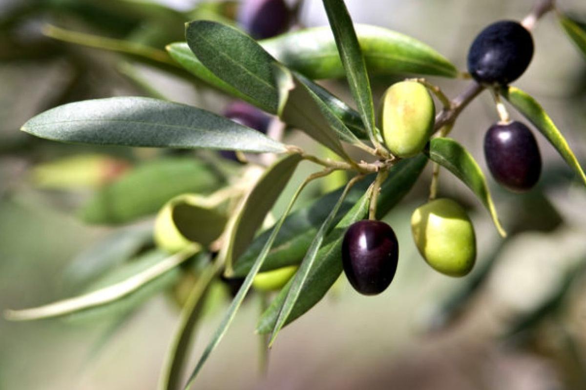 Zeytin Yaprağının Faydaları! Zeytin Yapraginin Faydalari 1