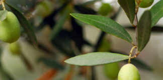 Zeytin Yaprağının Faydaları!