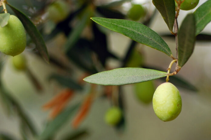 Zeytin-yapraginin-faydalari