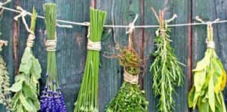 Şifalı Bitkiler Nasıl Toplanır?