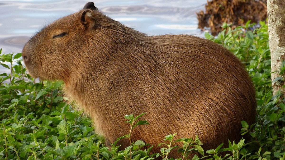Dünyamızın Enleri! FARE