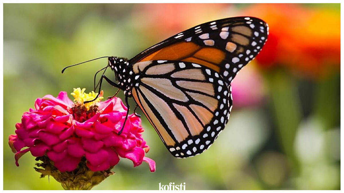 kelebek 1